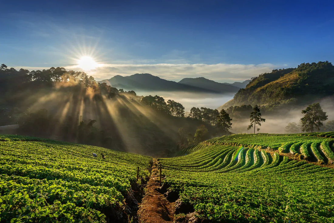 From Farm to Cup: The Story Behind Our Coffee